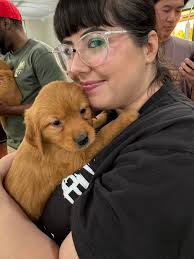 Introduction of a new golden retriever puppy named Ellie