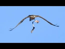 Dieser war allerdings sehr inaktiv, gähnte nur einmal herzhaft und bewegte sich sonst kaum. Seltene Aufnahmen Von Bartgeiern In Freier Wildbahn Wild Bearded Vulture Drops Skeleton Youtube