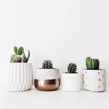 Add some rocks or pebbles to the pot for improved drainage. Chasakura Ev Dekoru Aksesuarlari Dekor Sukulent