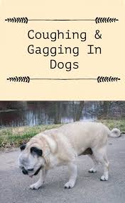 My Pug Coughs Frequently And Sometimes Gags On Her Dog Food Anyone Around Us Who Notices This Tends To Be Alarmed Dog Coughing And Gagging Dog Coughing Dogs