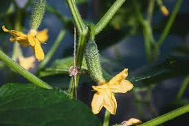 Image result for male flowers cucumber