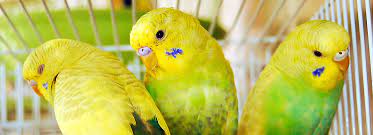 Check spelling or type a new query. Parakeet Care Sheet Supplies Petsmart