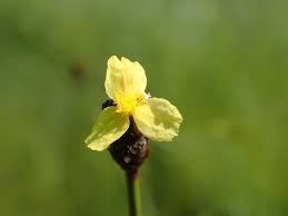 Image result for Xyris capensis