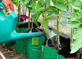 Ne sautez pas le jour d'arrosage car vos tomates pourraient mal le vivre et. Comment Arroser Les Tomates Materiel Et Frequence