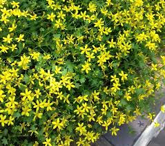 Image result for Cineraria