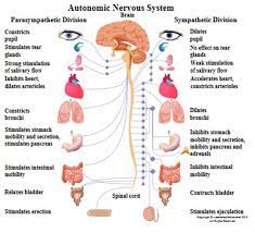 The central nervous system (cns) is that portion of the vertebrate nervous system that is composed of the brain and spinal cord. Peripheral Nervous System Function Autonomic Nervous System Nervous System Anatomy Nervous System Diagram