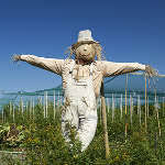 Comment fabriquer une girouette avec une bouteille de plastique ? Comment Fabriquer Un Epouvantail