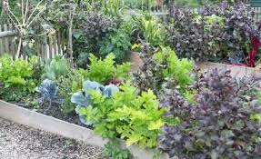 Kuchengarten Grosse Ernte Auf Kleiner Flache Garten Kuchengarten Selbstversorger Garten