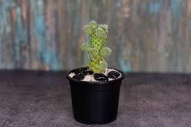 How often to water cactus. Buy Thimble Cactus Mammillaria Vetula India Gardening Store
