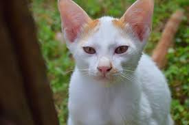 Kedi Kedi Yavrusu Sevimli Beyaz Hayvanlar Kedi
