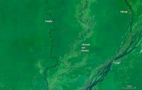 Image result for Phacelurus gabonensis