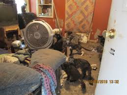 Our adoption center is now open! Bvspca 85 Cats 1 Dog Found Living In Deplorable Conditions Several Layers Of Feces In Phoenixville Home Cbs Philly