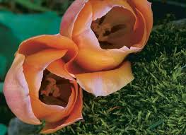 The moonflower of moonvine is fast growing and provides quick shade for an arbor, trellis, or fence. Beautifully Fragrant Tulips