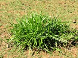 Image result for Urochloa serrata