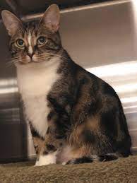 Adopt Francesca On Petfinder Cat Adoption Animal Rescue Adoption