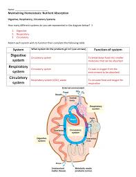 Homeostasis Nutrient Absorption Key