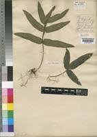 Image result for Pteris burtonii