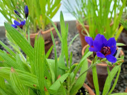 Image result for Afrocanthium salubenii