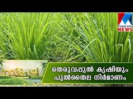 Tamil is a language which is spoken in sri lanka, india and singapore. Lemon Grass Farming Manorama News Youtube
