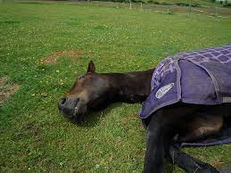 7 Strange Sleeping Habits Of Horses