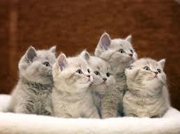 A picture of tiny, fluffy kittens can give nothing but a feeling of affection. Learn Play And Have Fun Cat Facts Kittens Cutest Cats