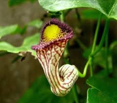 Image result for Aristolochia triactina
