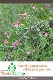 Brighterblooms.com has been visited by 10k+ users in the past month Grevillea Lilliane Low Growing Shrub With Beautiful Weeping Foliage Perfect For Rockery Sea Australian Plants Australian Native Plants Low Growing Shrubs