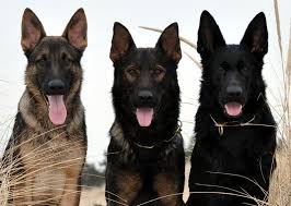 We did not find results for: Triple Threat Post Shepherd Puppies Sable German Shepherd German Shepherd Puppies