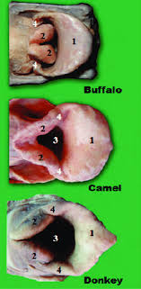 When a woman's clothing clings so tightly to her crotch that a viewer can make out the cleft between the labia, she is. A Photograph Of Formalized Specimens Of Adituslaryngis In Buffalo Download Scientific Diagram