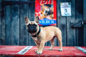 French bulldog puppies near wisconsin. French Bulldog Wins Mayoral Race In Kentucky With Record Number Of Votes Internewscast