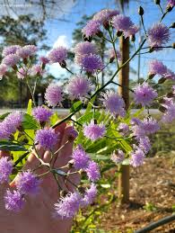 Image result for Vernonia sutherlandii