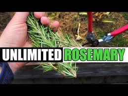 Image result for rosemary cuttings