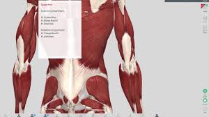 Muscles Of The Upper Arm Lower Arm And The Hand Origin Insertion Function Anatomy Youtube