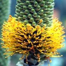 Image result for Aloe spicata