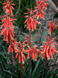 Please suggest short plants that can take full sun, heat tolerant in zone 9a. Aloe Succulents Diy