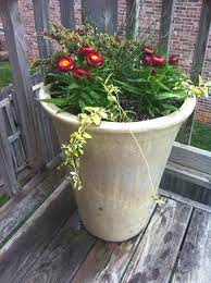 Coleous And Strawflower With Juncus Filiformis Spiralis Corkscrew Rush And Variegated Vinca Container Gardening Planter Pots Garden