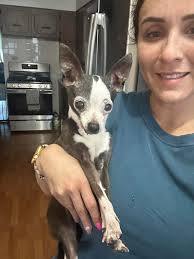 My boys 💙. Charlie is 12 weeks old and Linus is 9 months old.