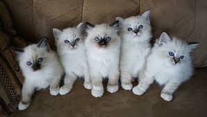 They are calm, easy going, and fairly quiet. Ragdoll Kittens For Sale In Nc All Star Rags Cattery