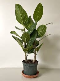 Image result for Ficus oreodryadum