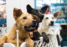 Bideawee's foster volunteers provide safe, loving, temporary homes to vulnerable dogs and cats during the most critical time in their lives. Top 10 Foster Homes In New York City Nyc Monkoodog