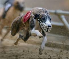 Run To Death: The Rise & Fall Of Greyhound Racing