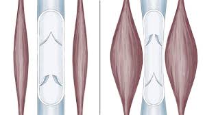 There are two primary types of muscle fiber in your body the calf press on the leg press is a fantastic variation on the standing calf raise and is one of my favorite exercises for the gastroc. Calf Muscle Pump Functions And Prevention