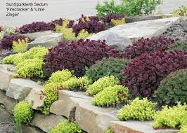 A premium wonderfully compact sedum with upright glossy jade foliage and hot. Sunsparkler Sedums Posts Facebook