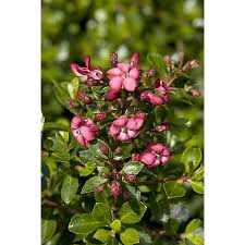 Image result for Escallonia