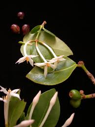 Image result for Ixora kalehensis