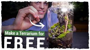 Learn about terraria and how to build and maintain one. Make An Awesome Terrarium For Free Youtube