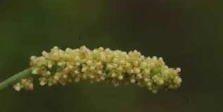 Image result for Acalypha fruticosa