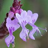 Image result for Aeollanthus buchnerianus