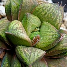 Image result for Priva curtisiae