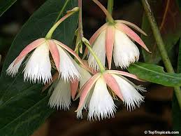 Image result for description of Elaeocarpus sphaericus